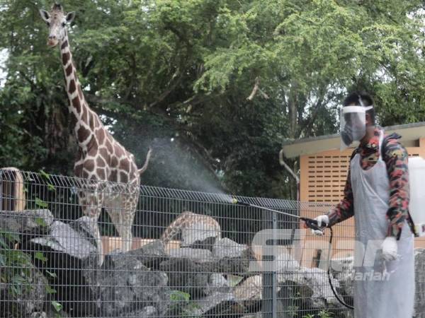 Semburan nyahkuman di Zoo Negara dilakukan oleh anggota bomba hari ini.