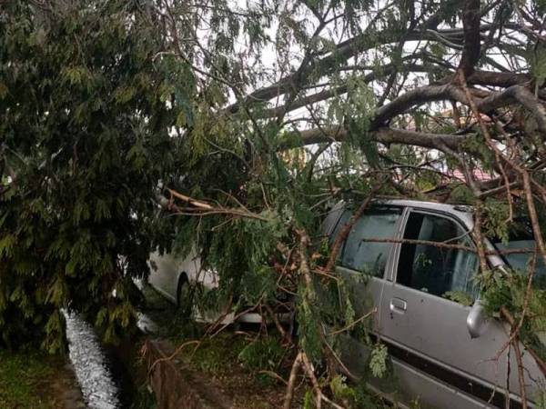 Beberapa batang pokok tumbang dalam kejadian yang berlaku di Jalan Pentomin U2/32, Taman TTDI Jaya, petang tadi. Foto: Kiriman pembaca Sinar Harian