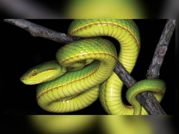 Spesies ular pit hijau baharu yang diberi nama Trimeresurus Salazar. - Foto CNN