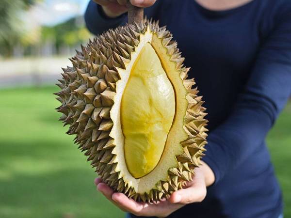 Pengusaha durian serta pemborong utama dibenarkan menjual secara dalam talian serta menghantar buah itu kepada pelanggan dengan 20 penjual telah memulakan penjualan secara dalam talian melalui pelbagai platform media sosial. FOTO: 123rf