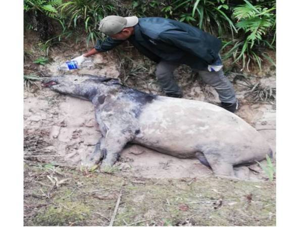 Usaha Penolong Pegawai veterinar Pahang untuk membantu menyelamatkan tapir itu semalam gagal.