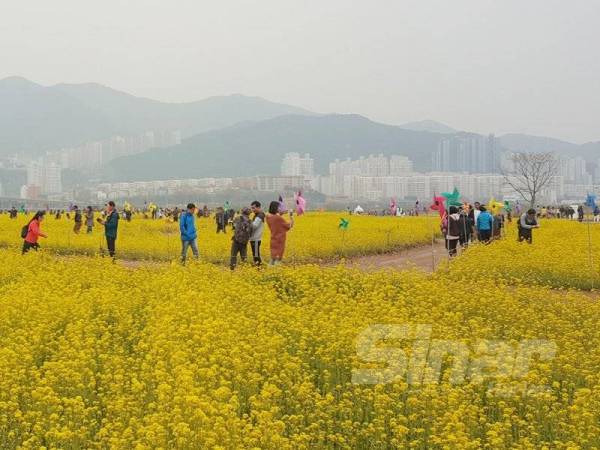 Ladang Canola seperti di Busan antara yang sering menjadi tumpuan ketika musim bunga. - Gambar hiasan