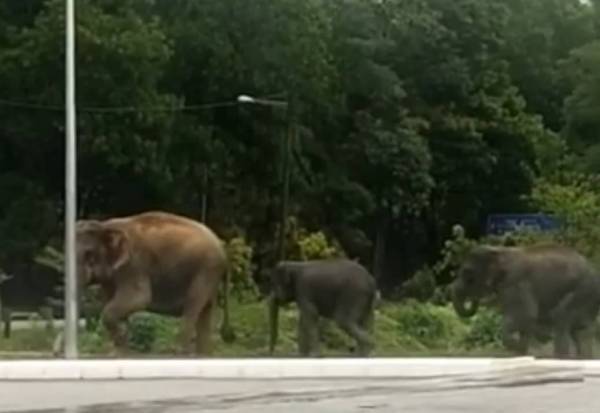 Gambar gajah berkeliaran yang berjaya dirakam: Foto: Perhilitan