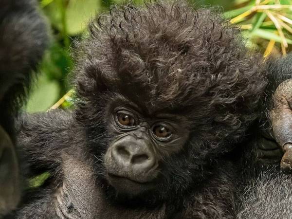 Rambut kerinting bayi gorila curi perhatian Kirsty Taylor. - Foto Kirsty Taylor