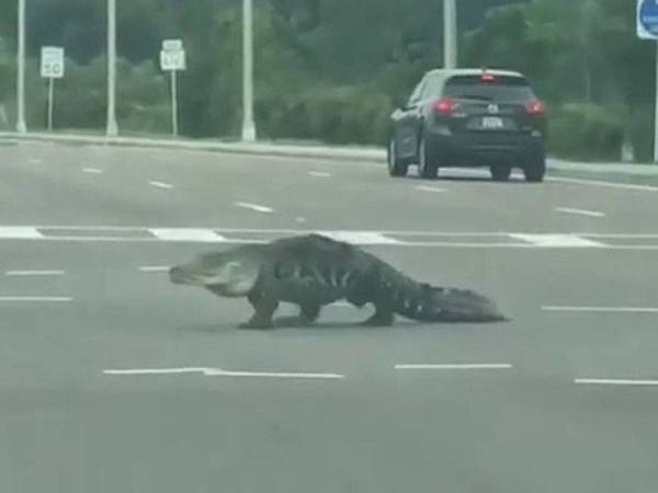 Alligator merangkak, melintasi persimpangan lampu isyarat di Seffner, Florida mencemaskan pengguna jalan raya. - Foto Francis E Scott-Marr