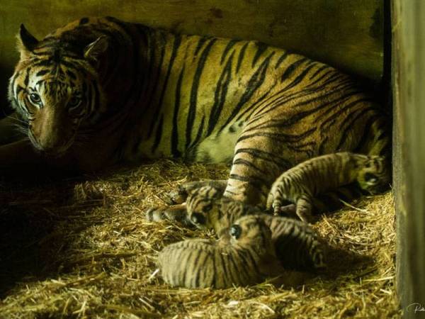 Tiga ekor anak Harimau Malaya yang baru dilahirkan di Zoo Taiping & Night Safari pada 12 April lalu. - Foto Majlis Perbandaran Taiping