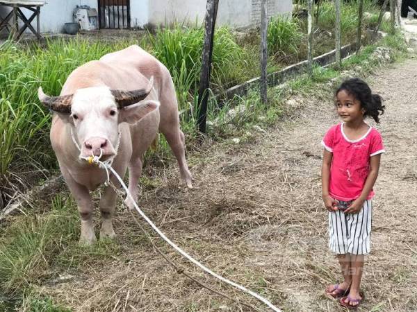 Che Tam bersama kerbau yang menjadi haiwan baharu kesayanganya di rumahnya di Felda Lepar Hilir Dua. 