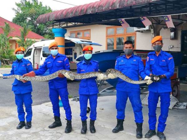 Nik Mohd Nor (dua dari kanan) bersama anggota APM menunjukkan salah seekor ular sawa yang berjaya ditangkap yang dikesan sebagai spesies paling banyak memasuki rumah penduduk.