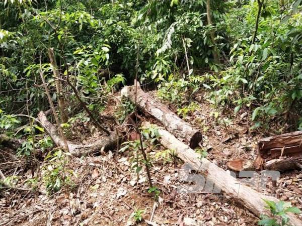 Serpihan kayu ditinggalkan dalam kebun mangsa.