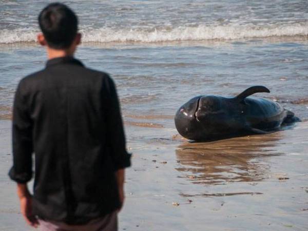 Penduduk menemui paus pilot terdampar sejak semalam. - Foto Detik News