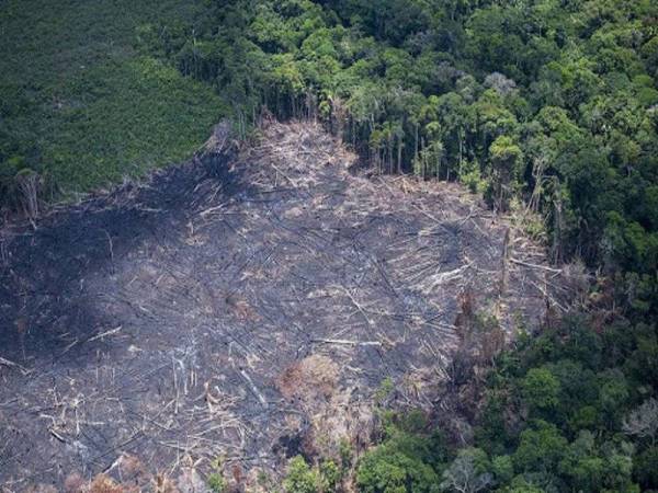 Hutan Amazon berpotensi jadi pusat wabak Covid-19 baharu