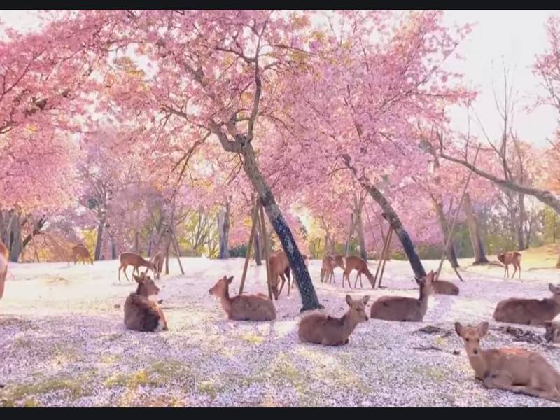 Rusa bersantai di Taman Nara yang dihiasi pokok sakura.