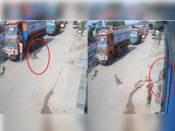 Aksi lelaki diserang harimau bintang sempat dirakam CCTV. - Foto India Times
