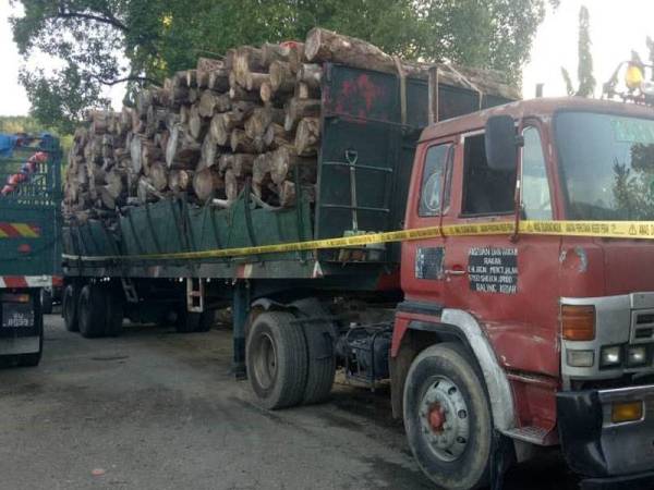 Dua buah lori membawa muatan kayu getah disita selepas gagal mengemukakan dokumen berkaitan kebenaran membawa keluar hasil hutan. Foto: Jabatan Perhutanan Perak.