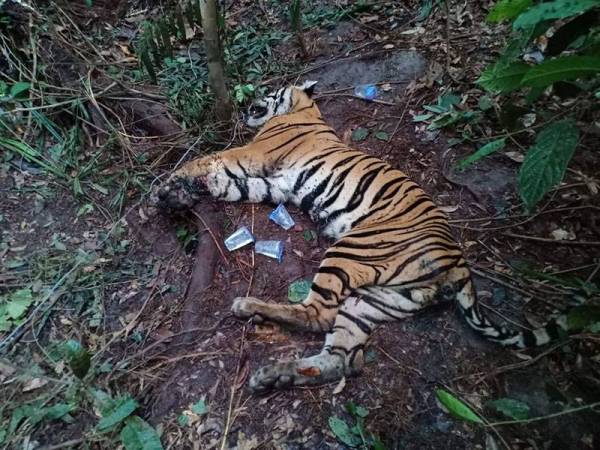 Seekor harimau jantan ditemui mati di kawasan pemuliharaan di Siak, Riau, dengan kakinya terperangkap pada perangkap dawai disyaki dipasang oleh pemburu haram.