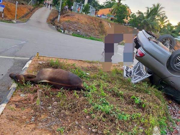 Terdapat seekor lembu berhampiran lokasi kemalangan. - Foto Ihsan PDRM