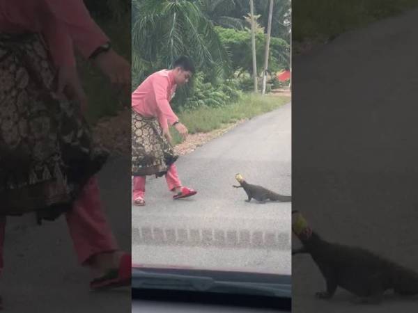 Dalam sebuah video yang diviralkan di media sosial sejak malam tadi kelihatan seorang lelaki berpakaian lengkap baju Melayu berwarna pink membantu seekor biawak yang kepalanya tersangkut dalam tin.