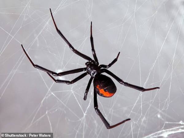 Ketiga-tiga adik beradik lelaki di Bolivia itu sengaja membiarkan labah-labah Black Widow menggigit mereka kerana mahu menjadi Spiderman seperti dipaparkan menerusi filem animasi terbabit. - Foto Agensi