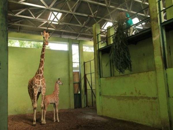 Anak zirafah betina diberi nama Corona di Taman Safari Bali.