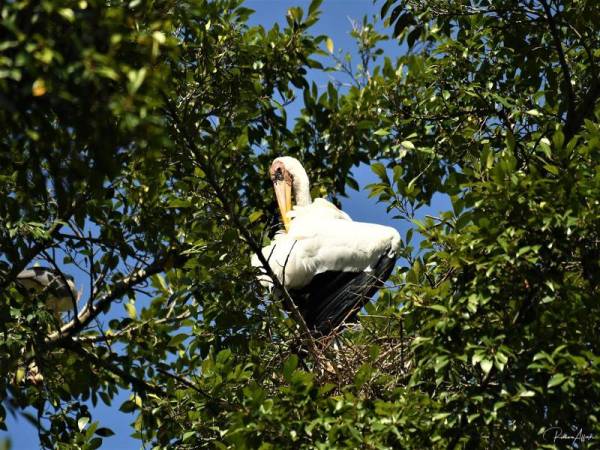 Dalam tempoh Perintah Kawalan Pergerakan (PKP), Zoo Taiping & Night Safari (ZTNS) menyaksikan penetasan anak-anak Burung Botak Upeh (Milky Stork) di dalam dan di luar kurungan.