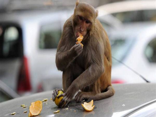 Kebanyakan monyet di India kini semakin berani keluar ke kawasan bandar untuk mencari makanan. - FOTO: AGENSI