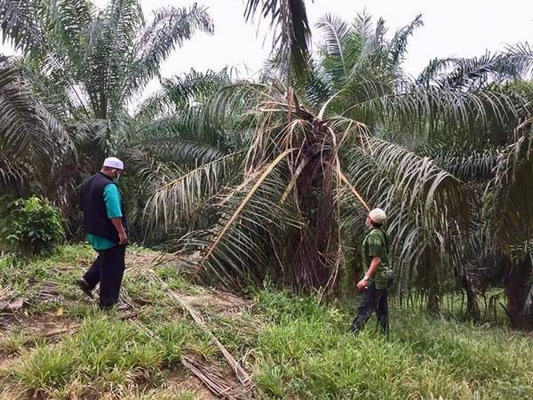 Mohd Zakhwan (kiri) meninjau kesan kerosakan melibatkan tanaman penduduk akibat gajah liar malam kelmarin.