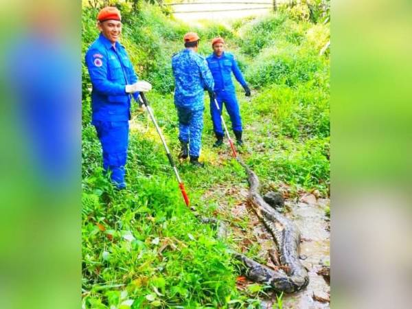 Ular sawa seberat 100kg ditemui berhampiran sebatang anak sungai oleh seorang penoreh getah ketika dalam perjalanan ke kebunnya.