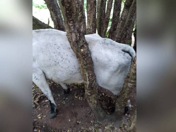 Bahagian belakang lembu yang tersepit dicelah-celah pokok di Hightown Hill, Britain. - Foto Jabatan Bomba dan Penyelamat Hampshire