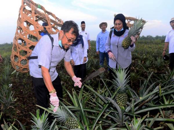 Timbalan Menteri Pertanian Dan Industri Makanan II Datuk Che Abdullah Mat Nawi (kiri) bersama Timbalan Ketua Setiausaha (Dasar) Kementerian Pertanian dan Industri Makanan Datuk Haslina Abdul Hamid (kanan) memetik nanas ketika lawatan ke Bahagian Pembangunan Teknologi Nanas, Alor Bukit hari ini. - Foto Bernama