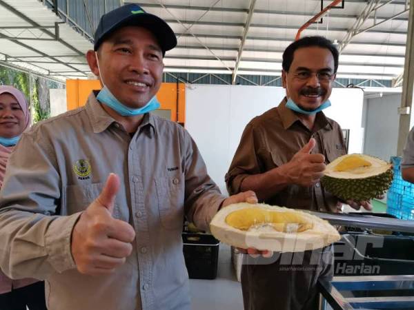 Perak Cadang Bina Taman Durian Batu Kurau