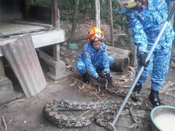 Anggota APM Padang Terap, Sabariah Kifli (kiri) dan Fazalriduan Mohd Fuzi mengambil masa kira-kira 30 minit untuk menangkap ular sawa batik di Kampung Padang Nyior, Padang Sanai kira-kira jam 8 pagi tadi.FOTO IHSAN APM DAERAH PADANG TERAP