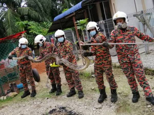 Anggota bomba menangkap ular sawa batik sepanjang empat meter ditemui dalam reban ayam di sebuah kuarters kerajaan di Ban Kanal semalam.