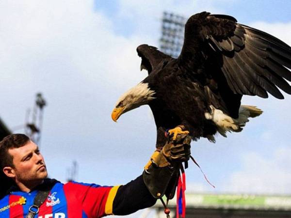 Penyokong The Eagles pasti merindui kelibat Kayla.