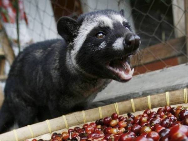 Kopi luwak unik dan mahal.