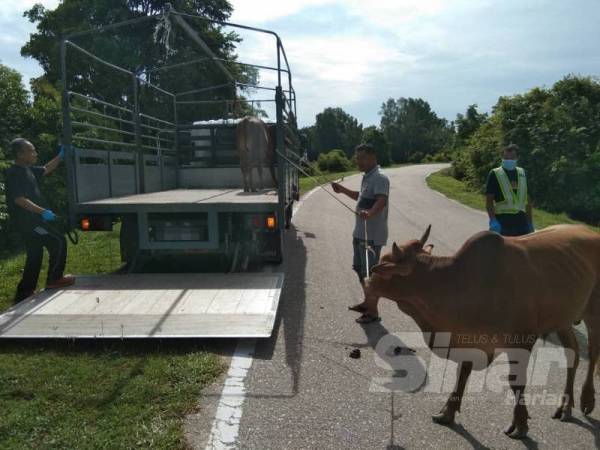 Lembu yang diseludup dari Thailand ke Malaysia dirampas dari sekumpulan lelaki dalam serbuan oleh pasukan PGA Batalion 7 di Kampung Nibong, Tumpat hari ini. 