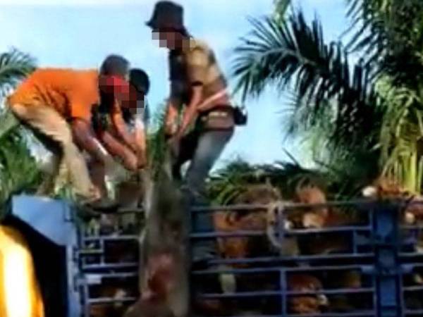 Video tular memaparkan tiga individu menarik seekor babi dalam sebuah lori bersama longgokan buah sawit.