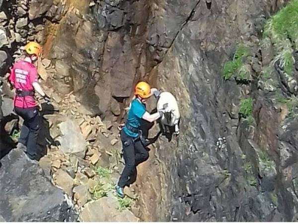 Seekor biri-biri terperangkap di tebing curam di Isle of Lewis, Scotland pada 13 Jun lalu. - Foto SPCA/ PA