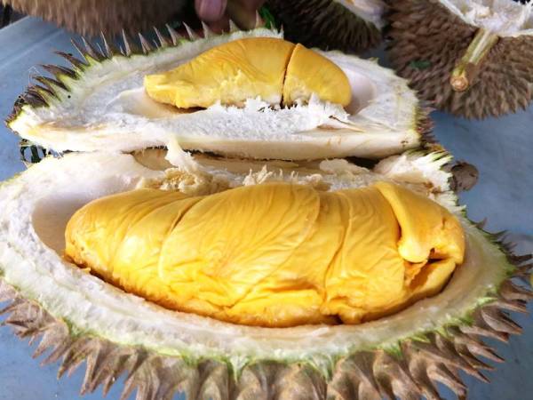 Gara-gara durian, 12 pekerja pos di Jerman menerima rawatan sementara puluhan lagi terpaksa dipindahkan.