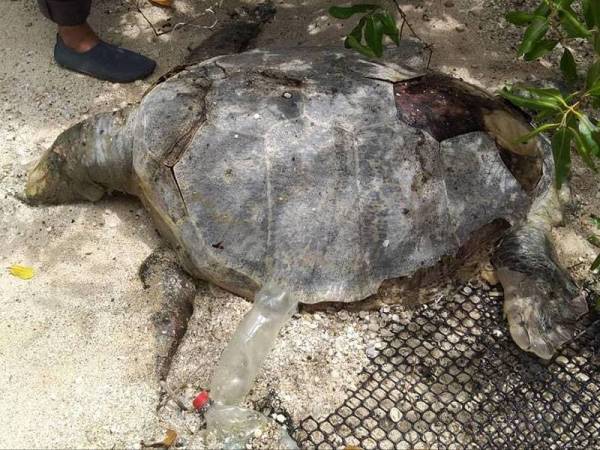 Penyu agar ditemui mati terapung di Pantai Bagan Nakhoda Omar ditanam di kawasan berhampiran