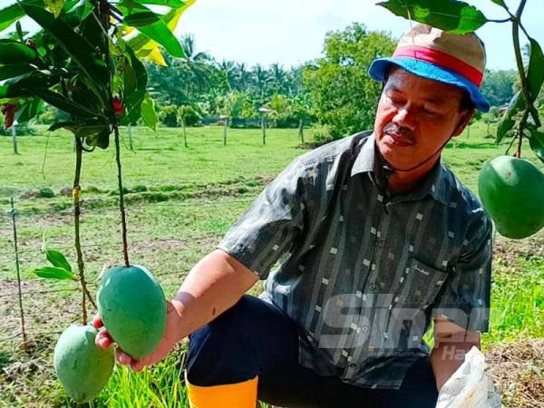 Nor Mazalan menunjukkan pokok harumanis yang tumbuh subur di ladangnya.