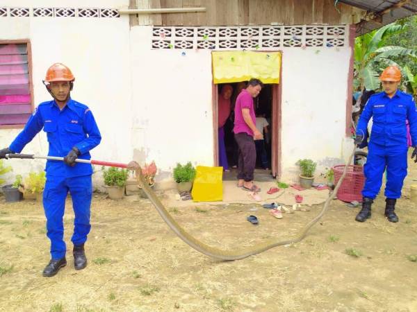 Anggota APM menangkap ular tedung selar seberat 10kg di Kampung Pinang, Belantik, Sik hari ini.