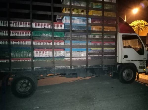 Ayam pencen diambil menggunakan sebuah lori dari Machang untuk dihantar ke pangkalan haram di Tumpat.