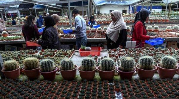 Selepas hampir tiga bulan sunyi dan lengang, kawasan pelancongan tanah tinggi Cameron Highlands ini, kembali 'panas' dengan kunjungan orang ramai. Foto: Bernama