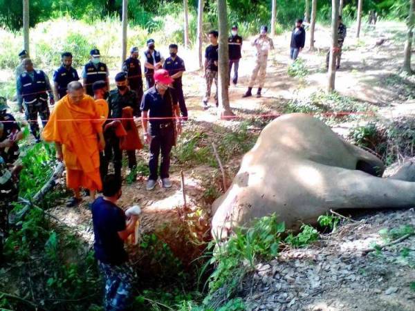 Pegawai Taman Negara Kui Buri berkata, kejadian tersebut merupakan kematian gajah liar yang keempat pada bulan ini yang mati ditembak atau terkena renjatan elektrik.
