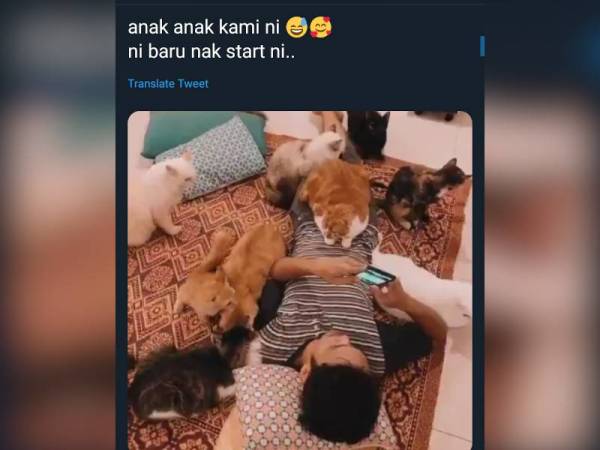 Keluar belanja RM2,000 sebulan urus 26 ekor kucing