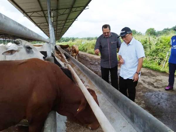 Pengeluaran daging tumpuan utama