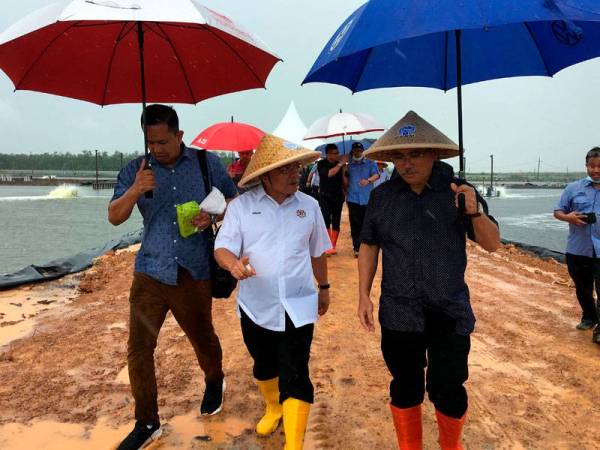 Ronald (kanan) dan Ahmad (tengah) melawat projek ternakan udang harimau di Sebatu dekat Melaka semalam.