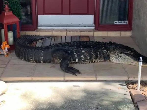 Inilah aligator kudung dua kaki berada di depan pintu sebuah rumah penduduk di Tampa, Florida baru-baru ini. - Foto
Facebook 