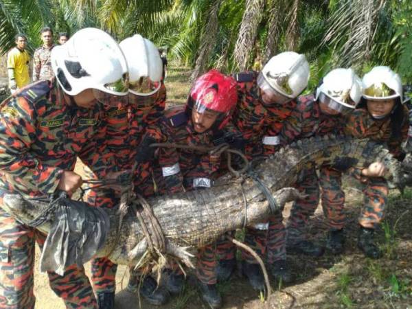 Anggota bomba dan penyelamat mengangkat buaya yang berjaya diikat di Kampung Linau Kecil Laut, Batu Pahat petang tadi.