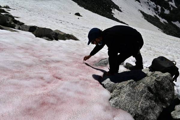 Di Maio mengambil sampel salji berwarna merah jambu di puncak glasier Presena berhampiran Pellizzano di Banjaran Alps. - Foto: AFP